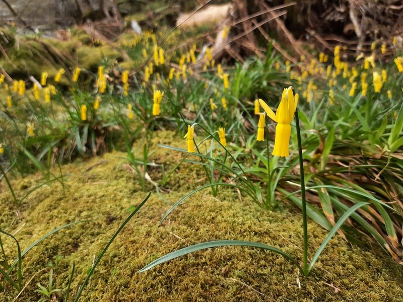 Narcissus cyclamineus, photographed by Antón David Pérez Rodríguez