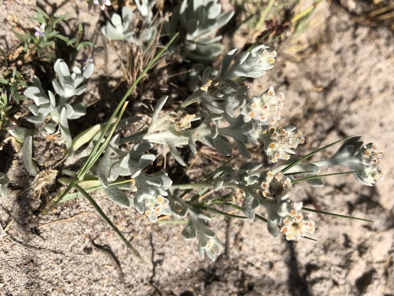 Vellereophyton dealbatum, photographed by Caroline Voget