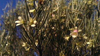 Eremophila oppositifolia, photographed by Hugo Innes