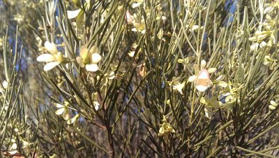 Eremophila oppositifolia, photographed by Hugo Innes