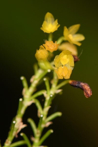 Platystele compacta, photographed by Trevor Van Loon