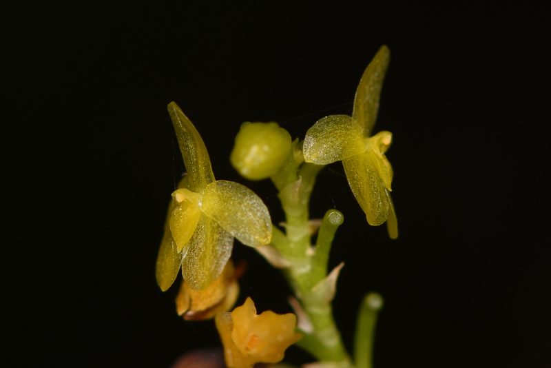 Platystele compacta, photographed by Trevor Van Loon