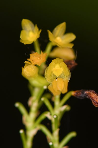 Platystele compacta, photographed by Trevor Van Loon