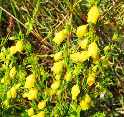 Erica campanularis, photographed by linkie