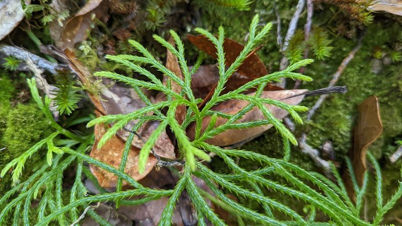 Diphasiastrum thyoides, photographed by Trevor Van Loon