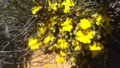 Hibbertia eatoniae, photographed by Hugo Innes