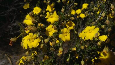 Hibbertia eatoniae, photographed by Hugo Innes