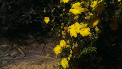 Hibbertia eatoniae, photographed by Hugo Innes