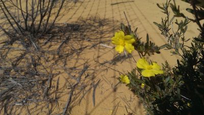 Hibbertia glomerosa, photographed by Hugo Innes