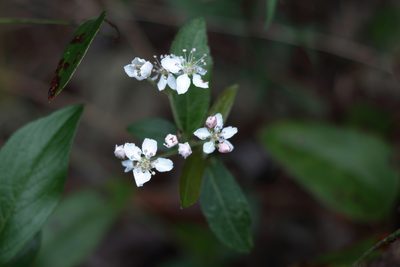 Aronia arbutifolia, photographed by Kim