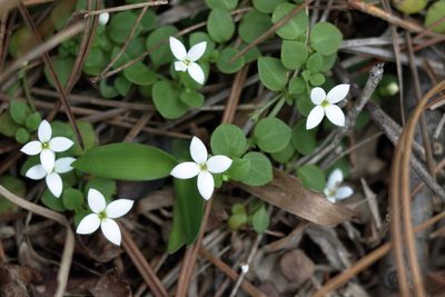 Houstonia procumbens, photographed by Kim