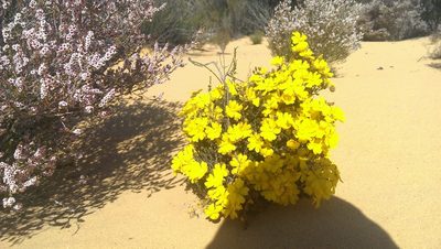 Hibbertia eatoniae, photographed by Hugo Innes