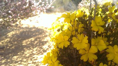 Hibbertia eatoniae, photographed by Hugo Innes