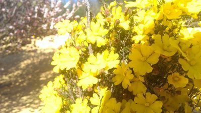Hibbertia eatoniae, photographed by Hugo Innes