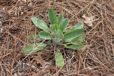 Lupinus villosus, photographed by Kim