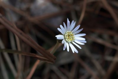 Chaptalia tomentosa, photographed by Kim
