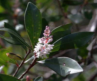 Cliftonia monophylla, photographed by Kim