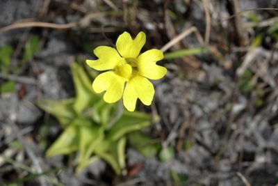 Pinguicula lutea, photographed by Kim