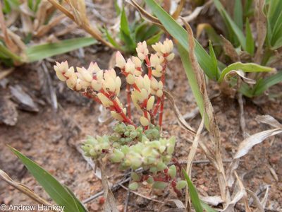 Portulaca hereroensis, photographed by Andrew Hankey