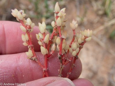 Portulaca hereroensis, photographed by Andrew Hankey
