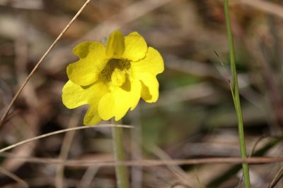Pinguicula lutea, photographed by Kim