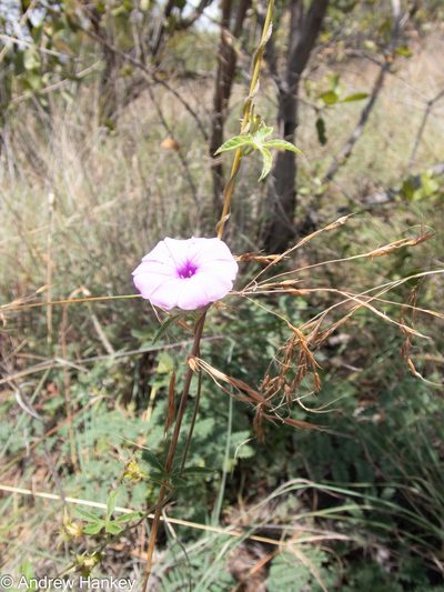 Ipomoea magnusiana, photographed by Andrew Hankey