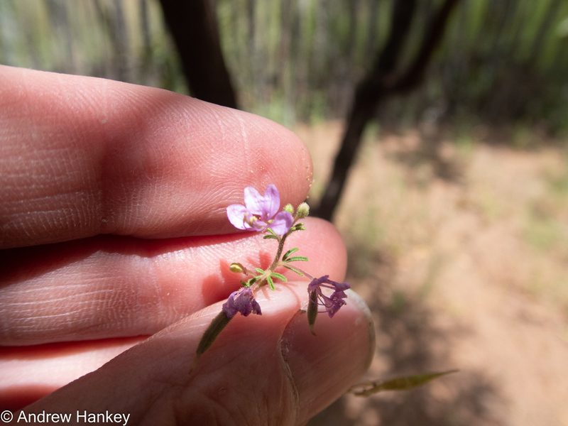 Cleome rubella, photographed by Andrew Hankey