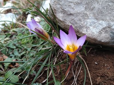 Romulea bulbocodium, photographed by Mario Bassini