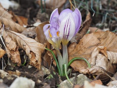 Crocus biflorus, photographed by Mario Bassini
