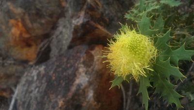 Banksia arborea, photographed by Hugo Innes