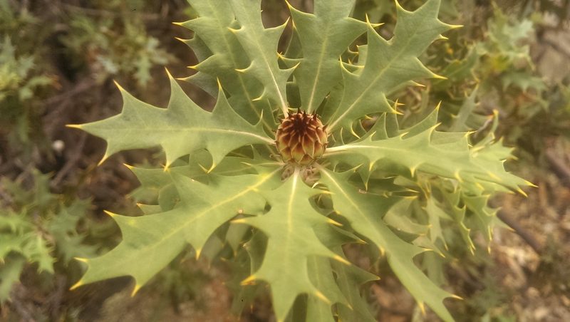 Banksia arborea, photographed by Hugo Innes