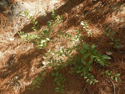 Leucothoe axillaris, photographed by Ryan Watson