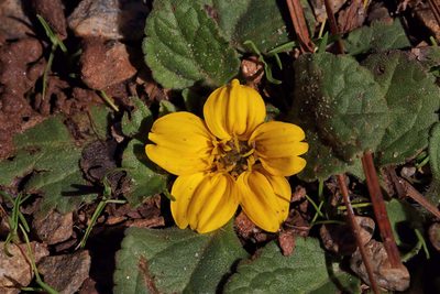 Chrysogonum virginianum, photographed by Dennis White