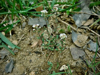 Abdra brachycarpa, photographed by Michael J. Papay