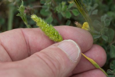 Rostraria cristata, photographed by Tim Johnson