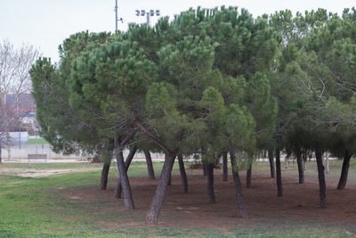 Pinus pinea, photographed by Tim Johnson