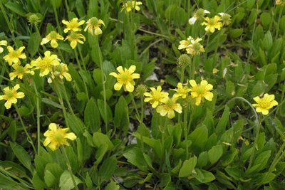 Halerpestes ruthenica, photographed by Oleg Kosterin