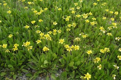 Halerpestes ruthenica, photographed by Oleg Kosterin