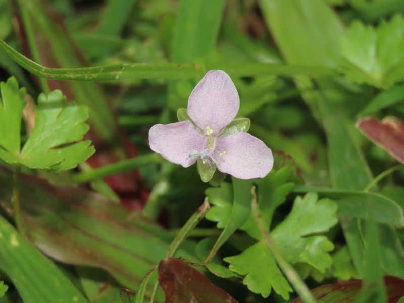 Murdannia loriformis, photographed by chiuluan