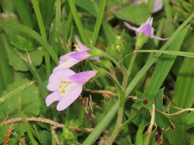 Mazus fauriei, photographed by chiuluan