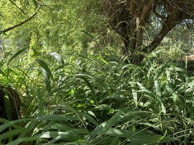 Setaria megaphylla, photographed by Dave Richardson