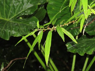 Debregeasia orientalis, photographed by chiuluan