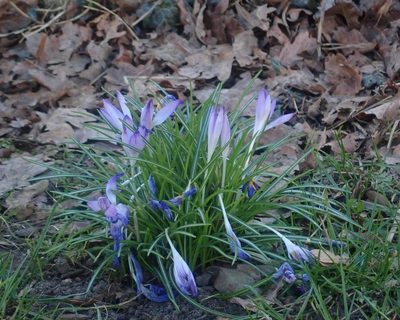 Crocus tommasinianus, photographed by Alexis Tinker-Tsavalas
