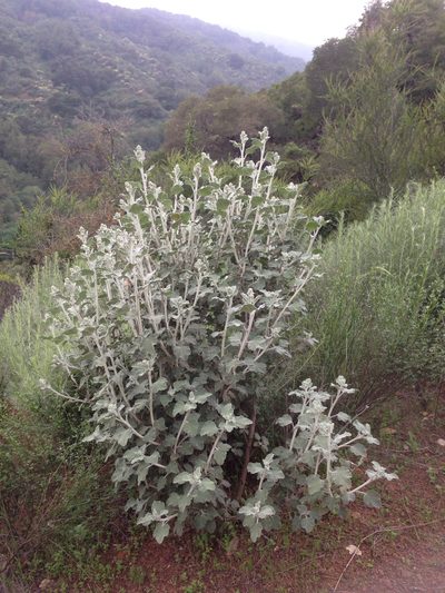 Malacothamnus arcuatus, photographed by Cindy Roessler
