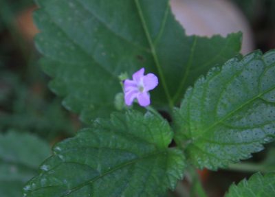 Priva lappulacea, photographed by Brian Oakes Haiti Hunter