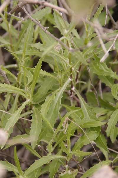 Senecio lemmonii, photographed by Eric Knight