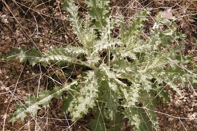 Cirsium neomexicanum, photographed by Eric Knight
