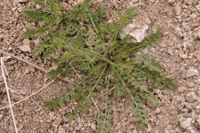 Lepidium lasiocarpum, photographed by Eric Knight