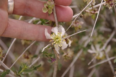 Crossosoma bigelovii