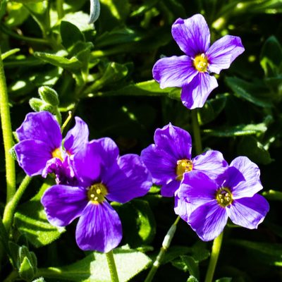 Aubrieta deltoidea, photographed by David Ashcroft